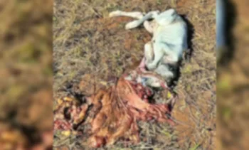 Polícia investiga tentativa de furto de gado que acabou em troca de tiros