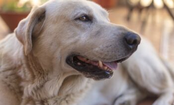 Prefeitura realiza ação de adoção de cães e gatos adultos neste sábado (06)