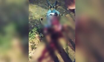 Suspeito de matar homem a facadas em bar de Campo Grande é preso após atirar em policial