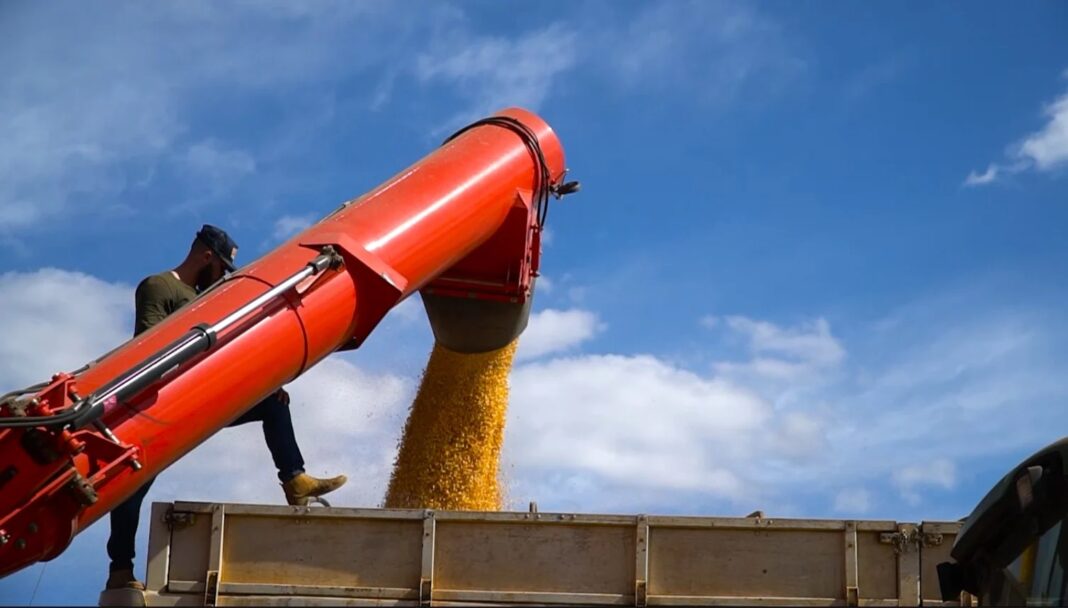 País colheu 96,4% do milho de inverno 2023/24, afirma Conab